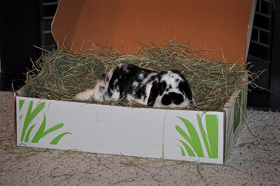 Pet rabbit in in Hay box.