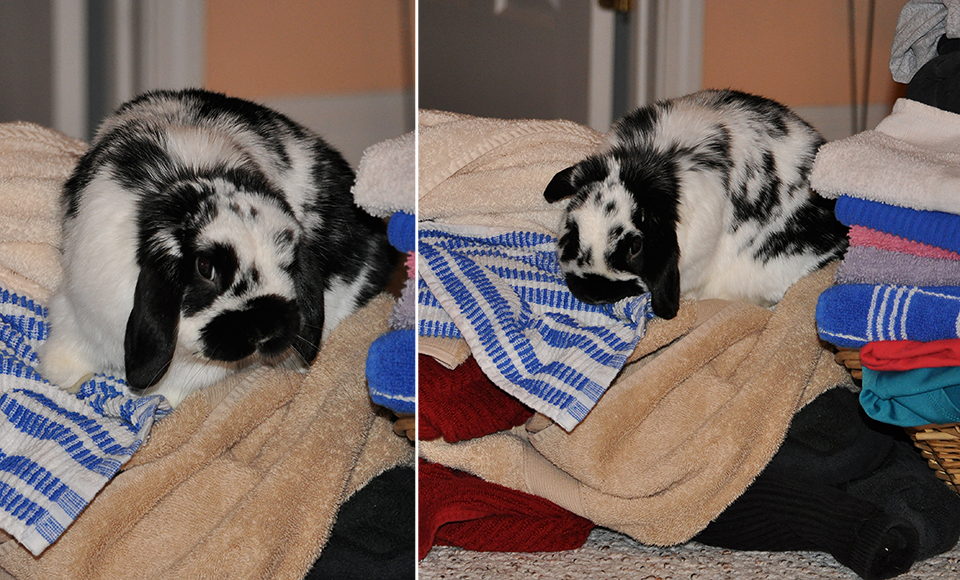 Bunny loves to help fold clothes...