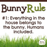 Bunny Rule 1