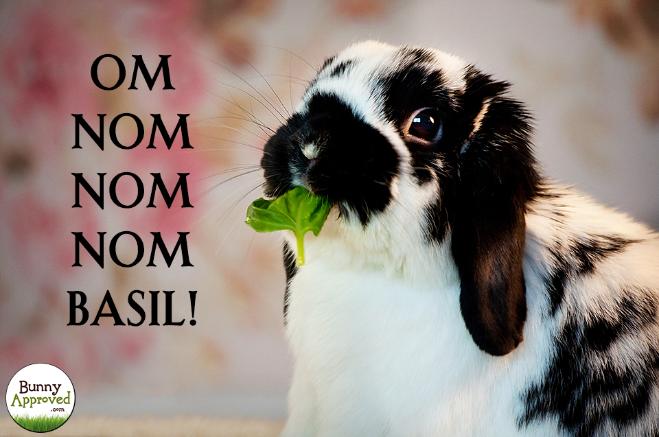 Bunny eating basil