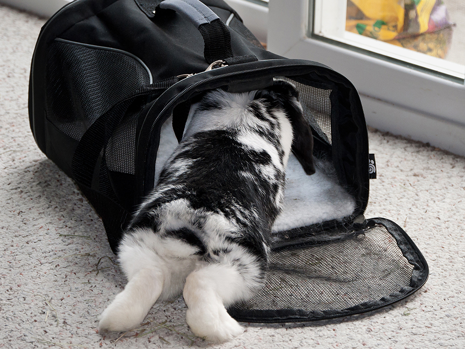 Bunny is inching into the carrier, carefully assessing the situation.